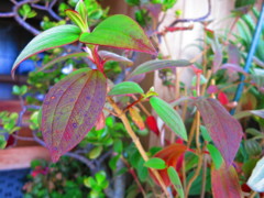 植物IMG_4532