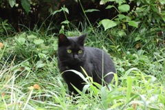 野良の黒猫DSC05737