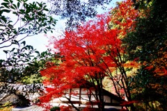 湖東三山　西明寺DSC01398