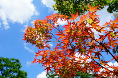 奈良　衣水園DSC02065