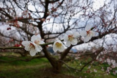 DSC02404