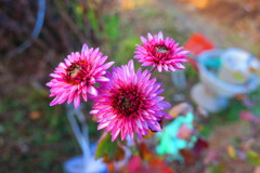 ダリアIMG_6377