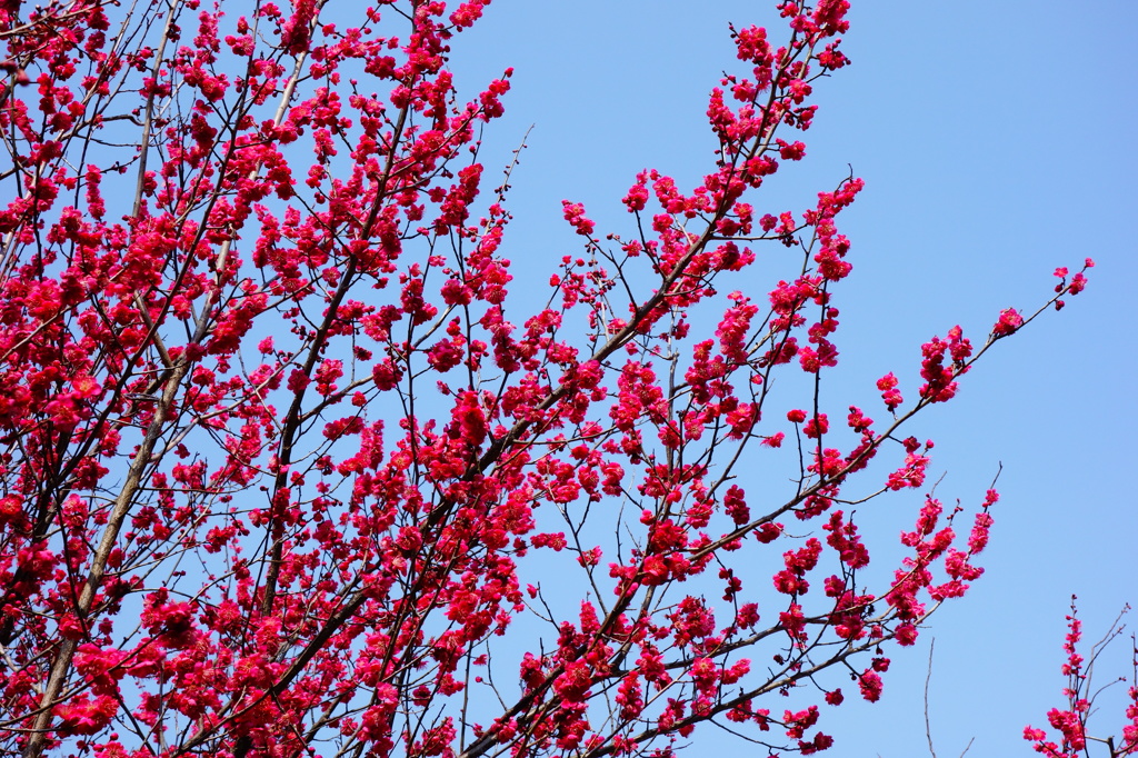 赤い梅の花DSC01512