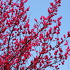赤い梅の花DSC01512