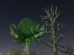 夜見た植物IMG_6219