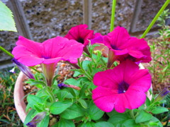 花IMG_0601