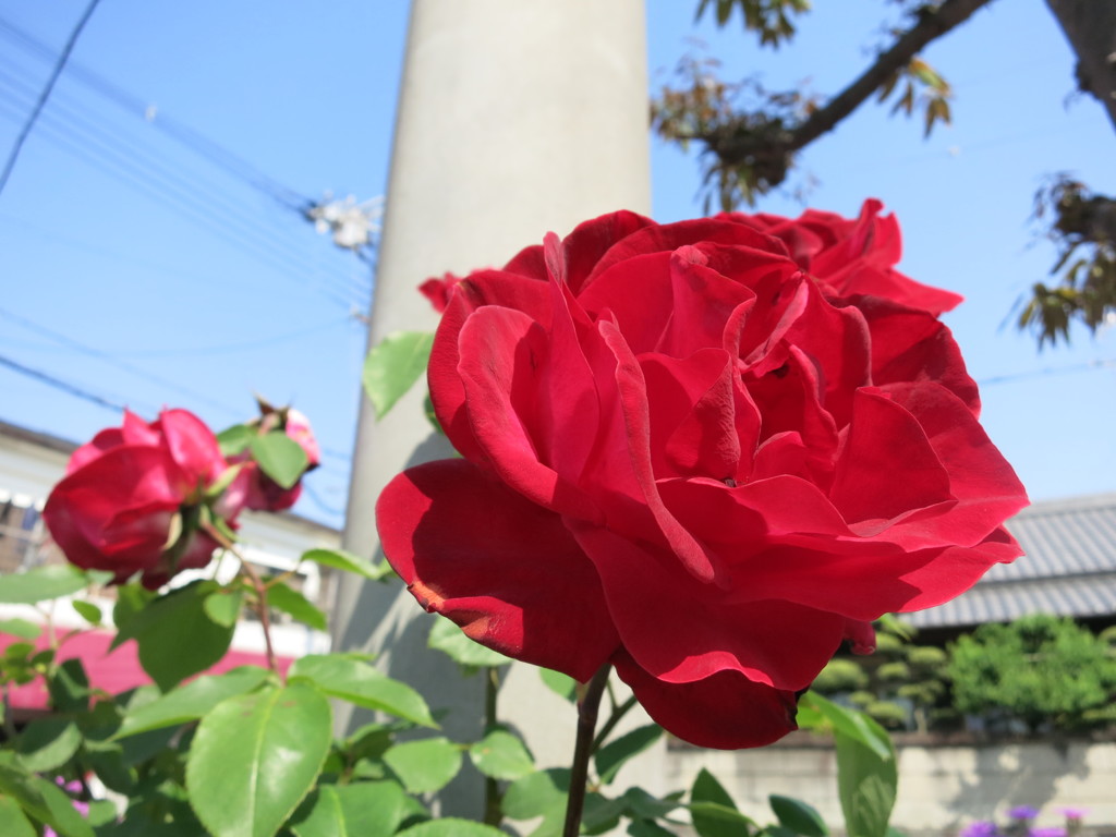 薔薇の花IMG_0262