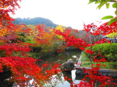 紅葉IMG_3442
