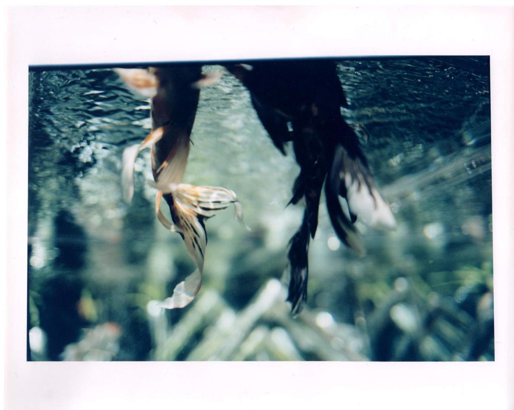 人魚