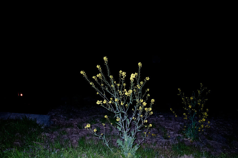 菜の花