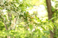 ズリ山に咲いている花