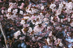 桜 2013
