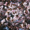 桜 2013