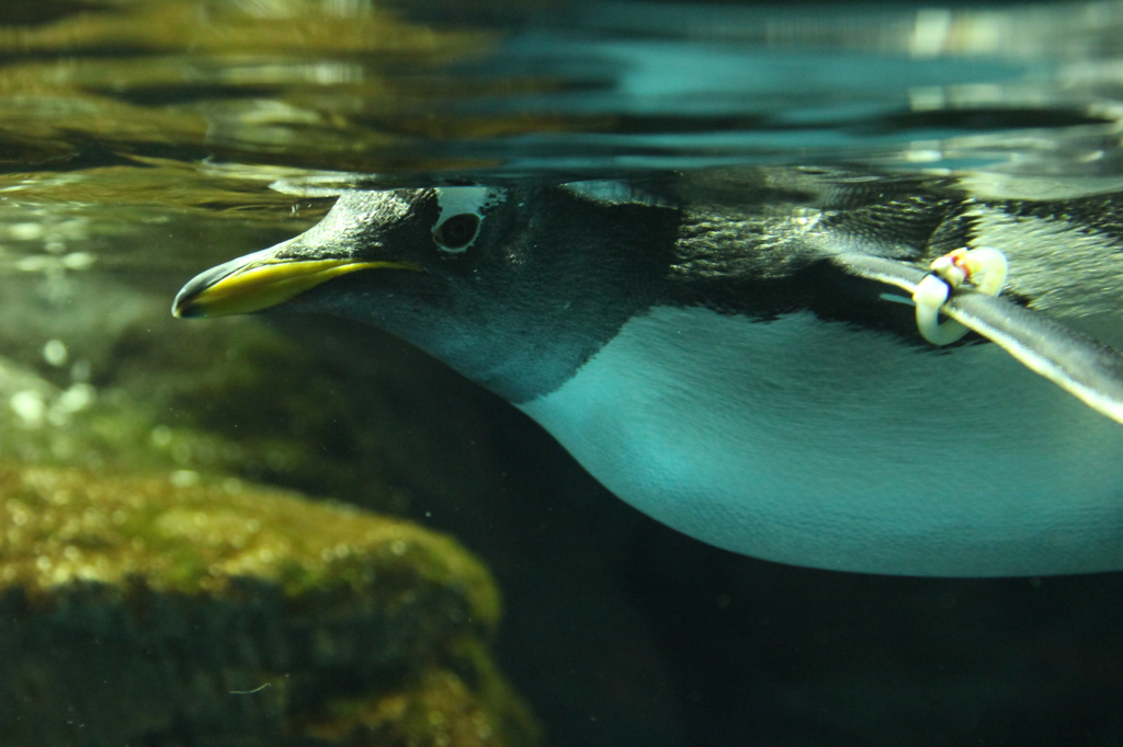 ペンギン