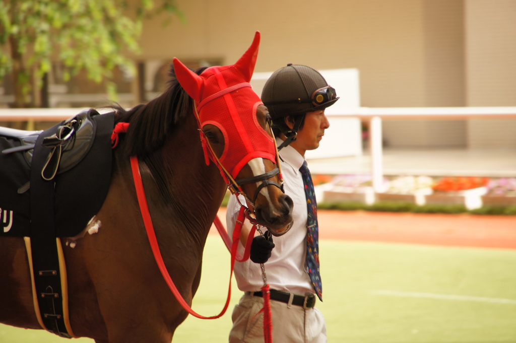 6月8日阪神競馬場パドック