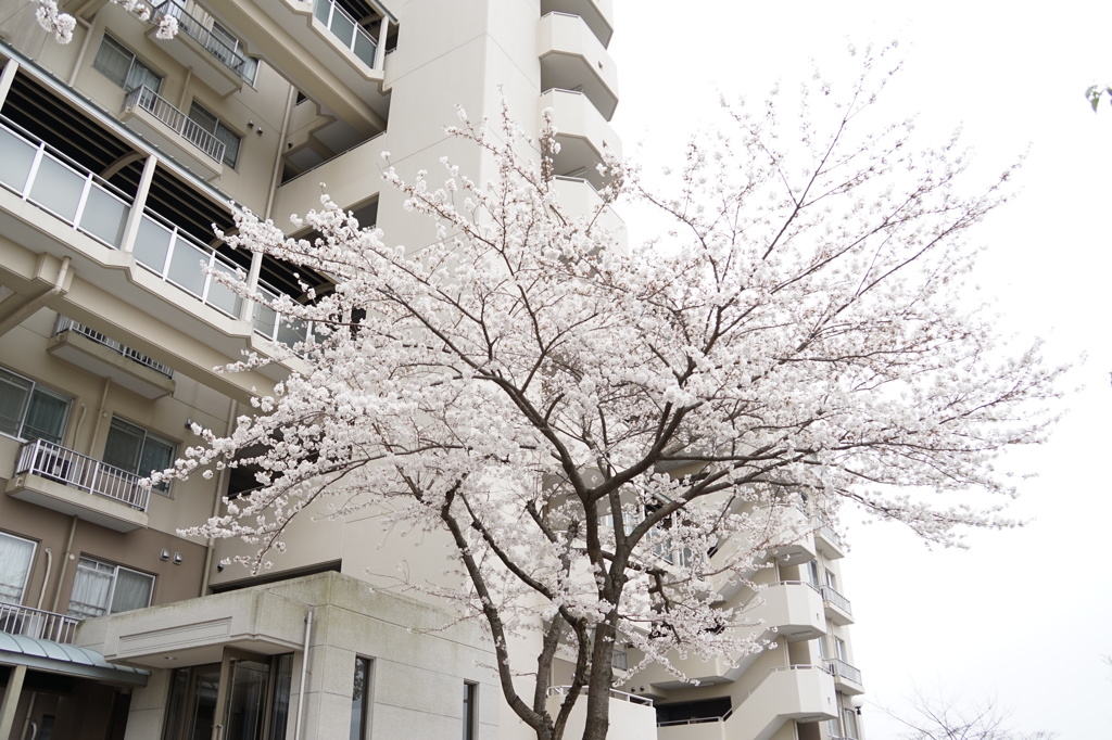 新年度の象徴