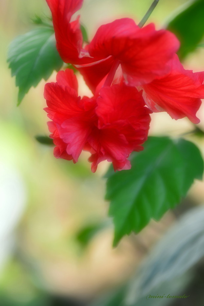 情熱の花