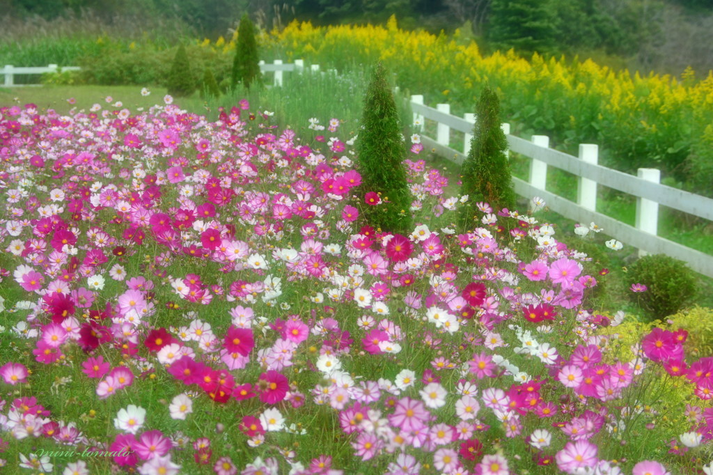 お花畑の秋