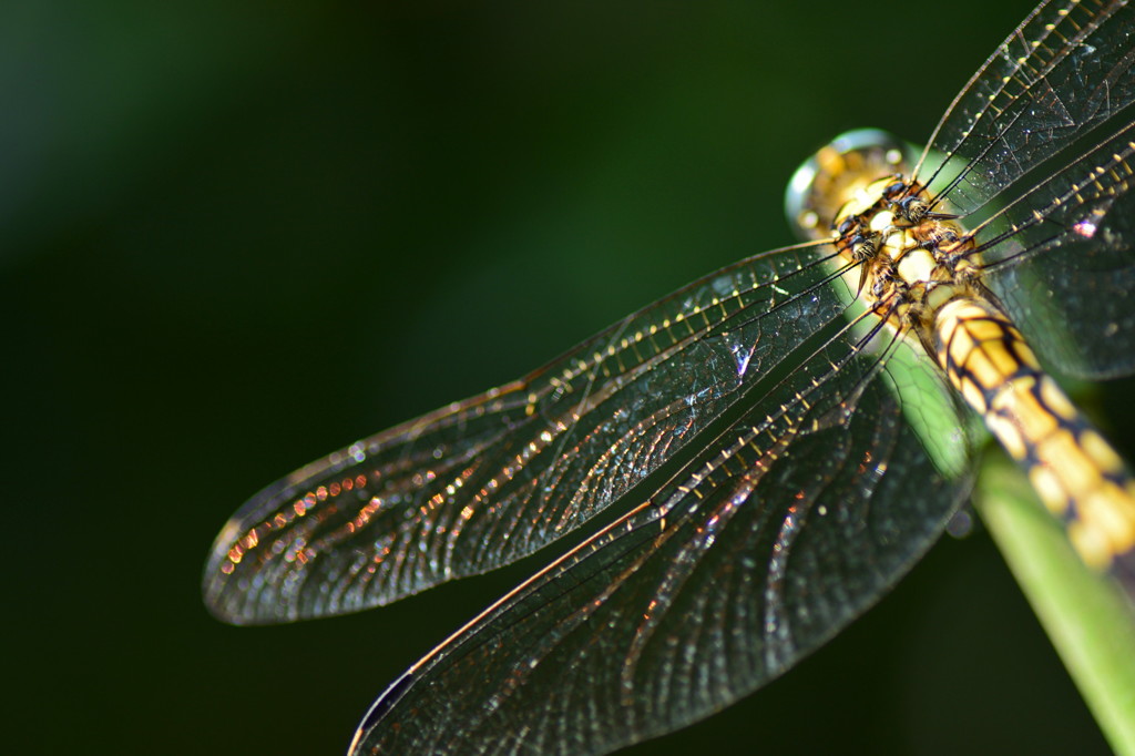 朝日に染まって