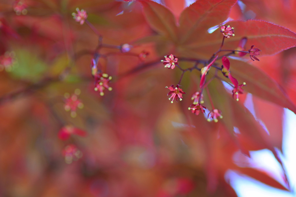 小さな花火