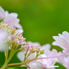紫陽花