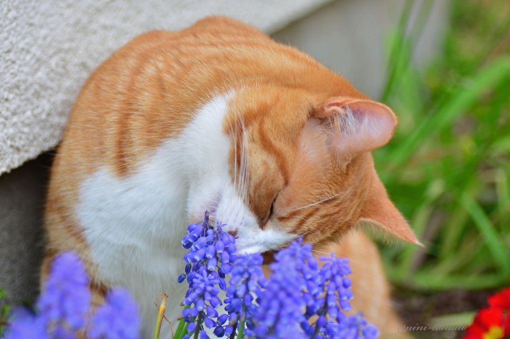 おやつはムスカリ=^_^=