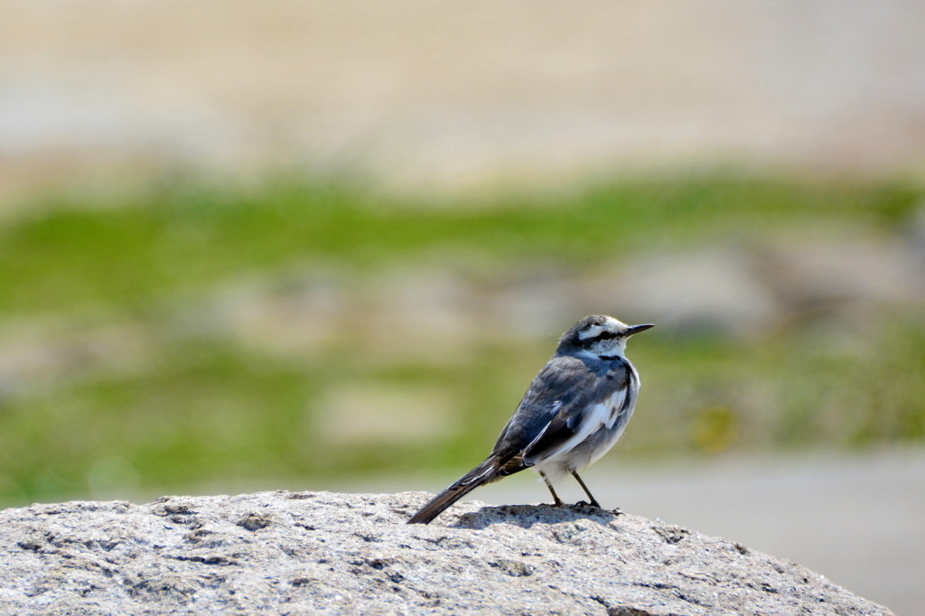 鳴き声に誘われて♪