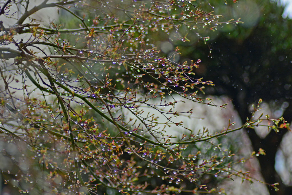 春雨の華