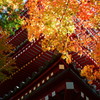 秋に染まる五重塔