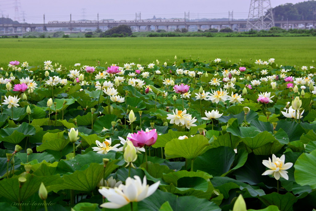 電車の見える蓮池で