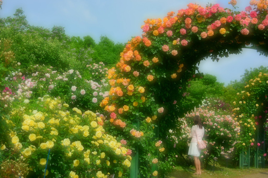 薔薇に魅せられて