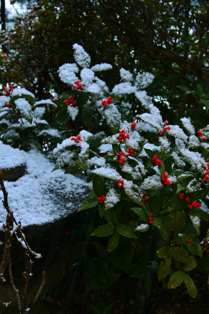 雪化粧2