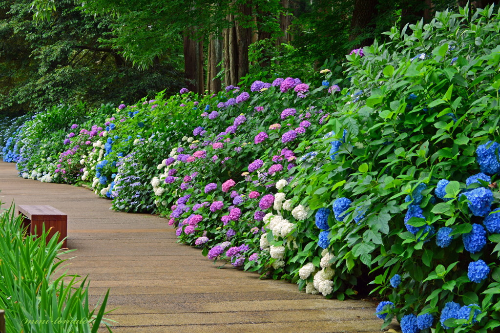 紫陽花の散策路