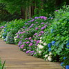 紫陽花の散策路