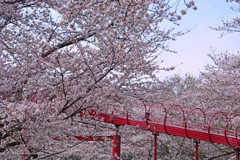 満開の桜の中で