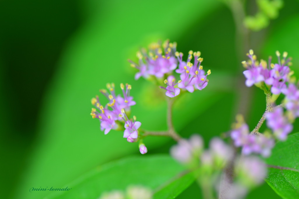 コムラサキの花