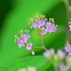 コムラサキの花