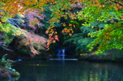 秋模様の池