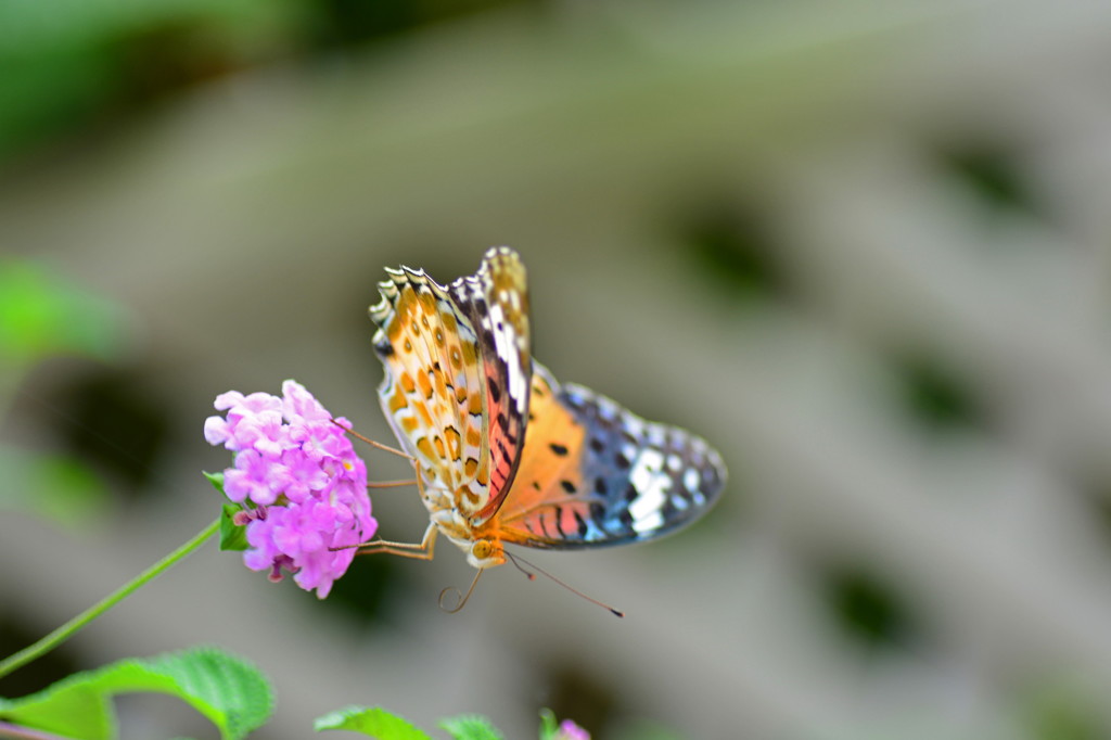 あっ　落ちそう！