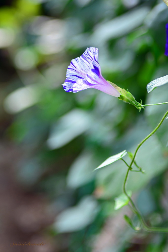グリーンカーテンの花