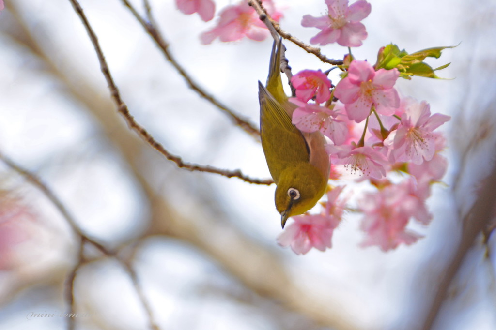 梅もいいけど桜もいいね♪