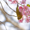 梅もいいけど桜もいいね♪