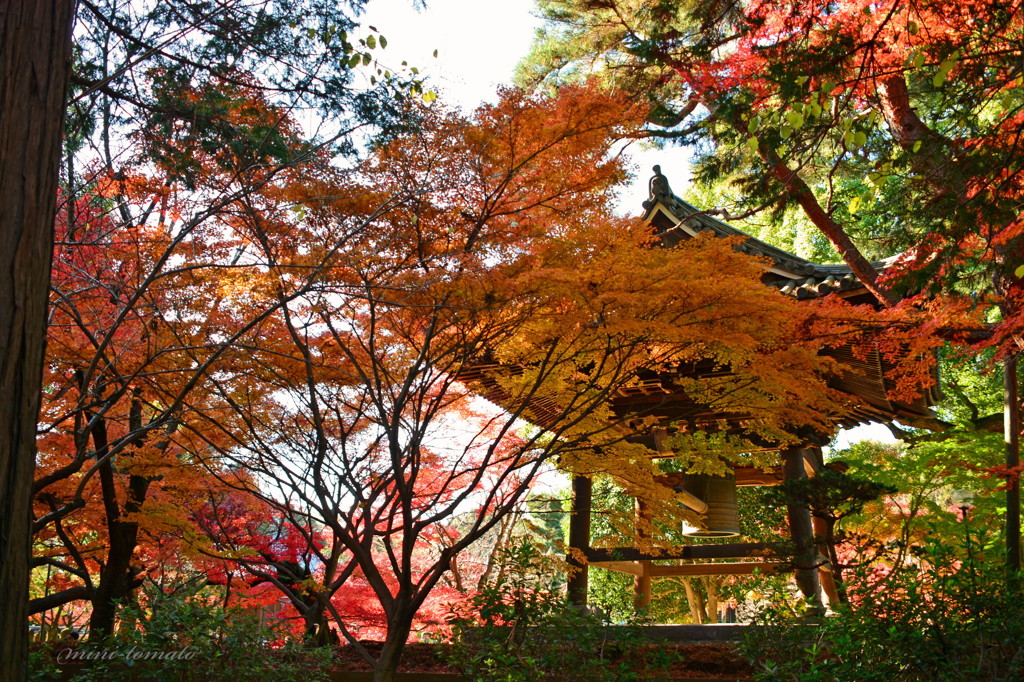 晩秋の寺院