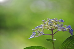 雨上がりのあじさい