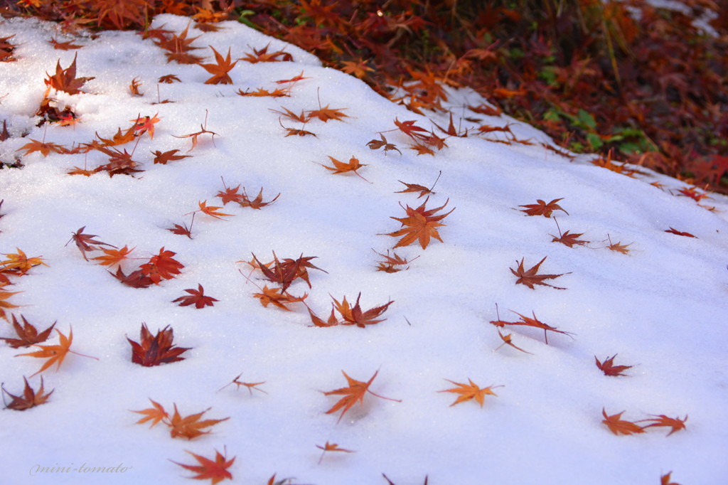 雪に舞う落ち葉