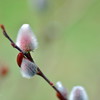 春の目覚め　4