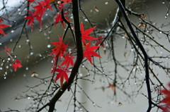 雨に濡れる残り葉