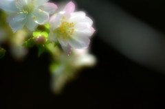 桜咲く神無月