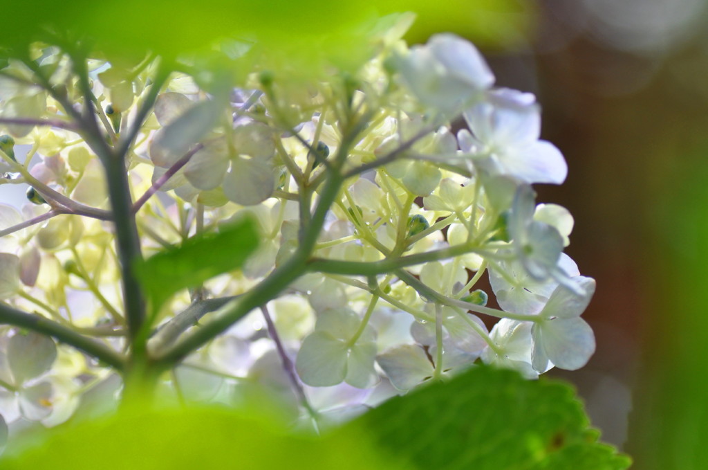 見上げてみたら