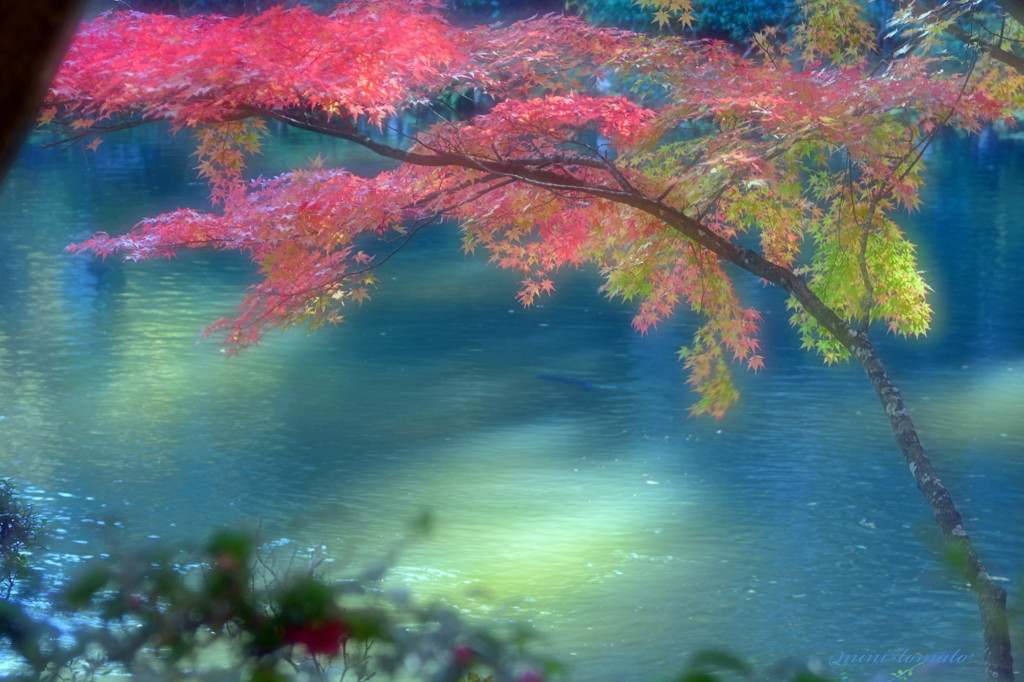 水辺の紅葉　